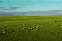 美丽的大草原一望无际成群的牛羊在吃草gif图片
