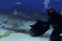 潜水员在海底掰开大鲨鱼的嘴gif图片