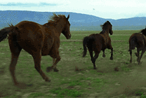 英俊的马儿在草原上狂奔gif图片