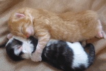 两只猫咪睡觉姿势呆萌又可爱gif图片