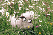 一只小绵羊在花丛中吃草gif图片