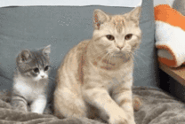 两只可爱的小猫咪卧在沙发上gif图片
