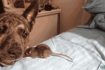 小狗狗趴在床上亲吻小老鼠gif图片