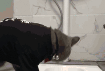 一只可爱的小猫咪穿着衣服上厕所gif图片
