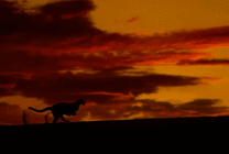 晚霞中奔跑的老虎gif图片