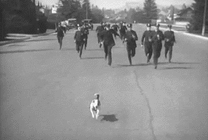 一群警察在大街上追着一群狗狗奔跑gif图片