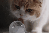 可爱的小猫咪用舌头舔盘子里的冰球gif图片