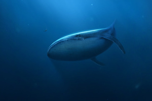 蓝鲸高清图片
