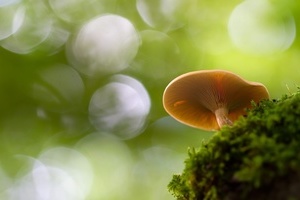 蘑菇图片QQ图片[124图]