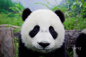大熊猫高清图片[102图]