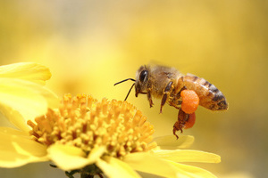 蜜蜂图片QQ图片[190图]