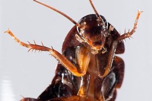 蟑螂高清图片[5图]