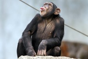黑猩猩图片[62图]