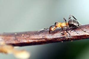 蚂蚁高清图片