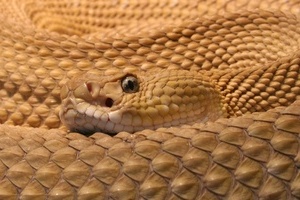 响尾蛇高清图片