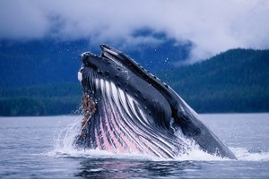高清鲸鱼图片