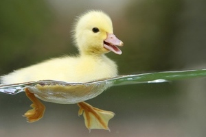 可爱小黄鸭高清图片