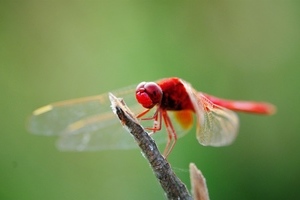 红蜻蜓高清图片集