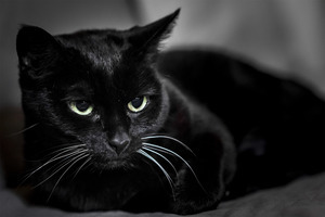 高清黑猫图片