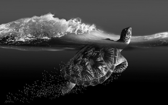 图片描述：海浪，波浪，海龟,尺寸：1920X1200px 