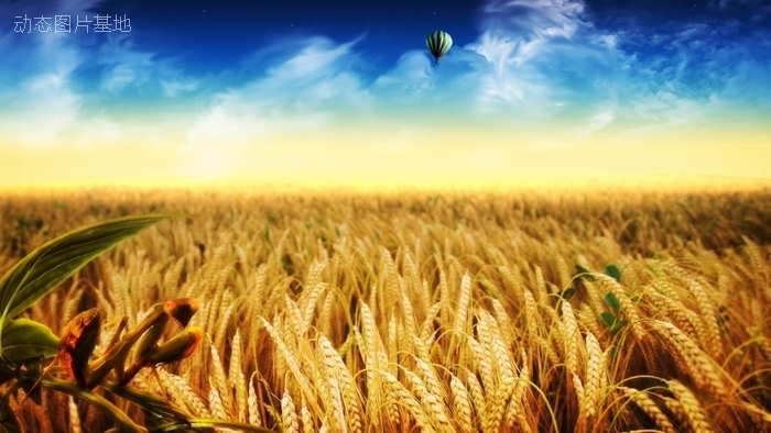 图片描述：麦田，小麦,尺寸：1920X1080px 