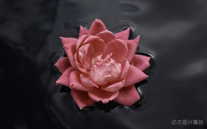 图片描述：玫瑰花，玫瑰，粉玫瑰,尺寸：2560X1600px 