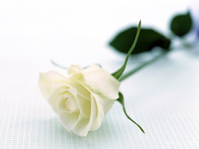 图片描述：玫瑰花，玫瑰，白玫瑰,尺寸：1600X1200px 