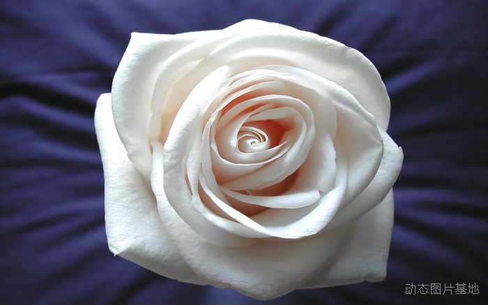 图片描述：玫瑰花，玫瑰，白玫瑰,尺寸：1680X1050px 