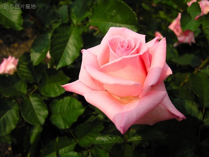 图片描述：玫瑰花，玫瑰，粉玫瑰,尺寸：1024X768px 