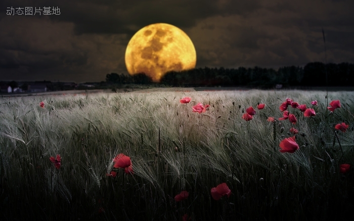 图片描述：罂粟花，月亮，月亮图片,尺寸：2560X1600px 