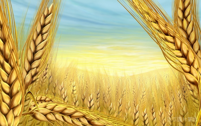 图片描述：麦穗，麦田，小麦,尺寸：1680X1050px 