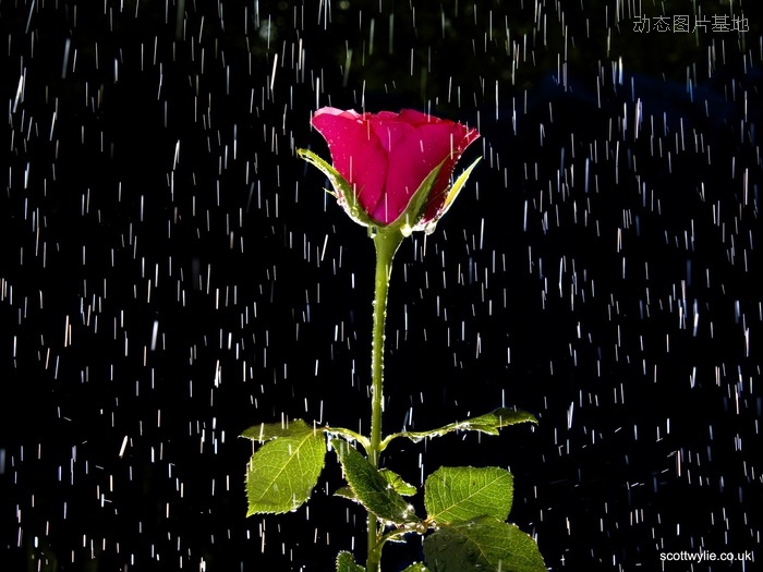 图片描述：玫瑰花，玫瑰，红玫瑰，雨景,尺寸：1600X1200px 