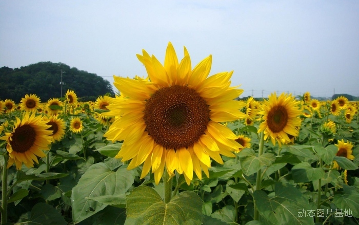 图片描述：太阳花,尺寸：1920X1200px 