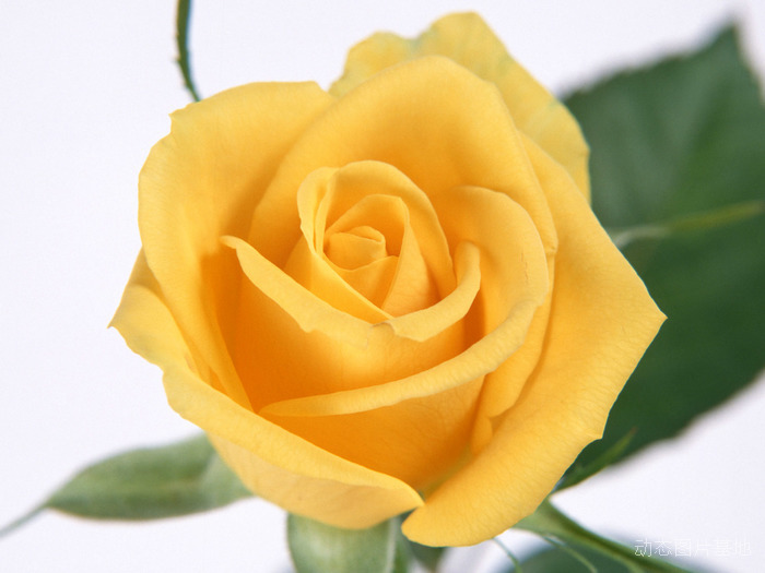 图片描述：玫瑰花，玫瑰，黄玫瑰,尺寸：1600X1200px 