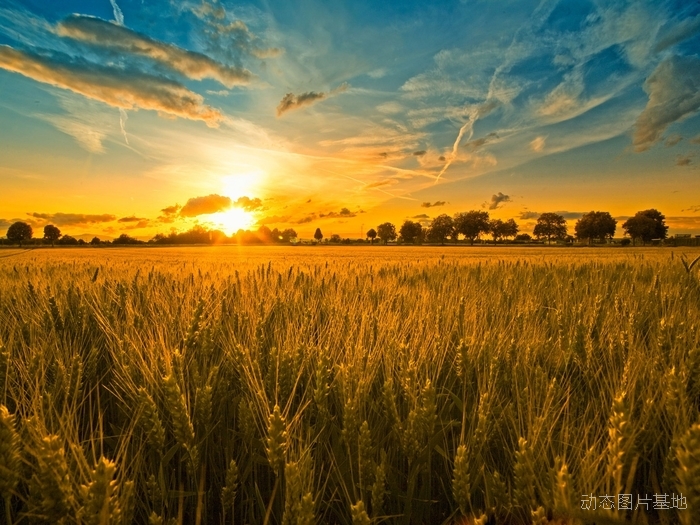 图片描述：落日，夕阳，麦田，小麦,尺寸：2560X1920px 