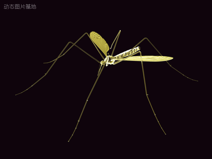 图片描述：蚊子,尺寸：1600X1200px 