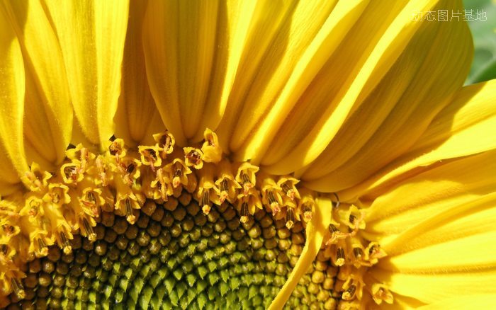 图片描述：太阳花,尺寸：1680X1050px 