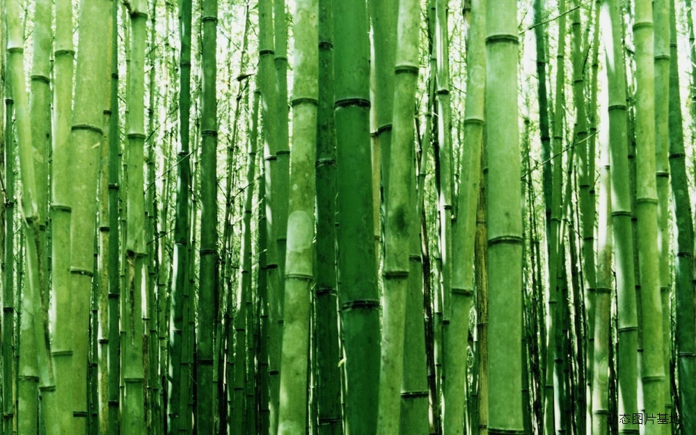图片描述：竹子，竹林,尺寸：1920X1200px 