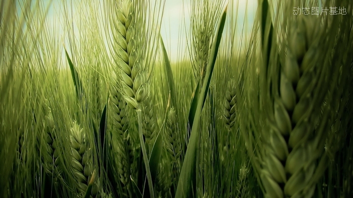 图片描述：麦穗，麦田，小麦,尺寸：1920X1080px 