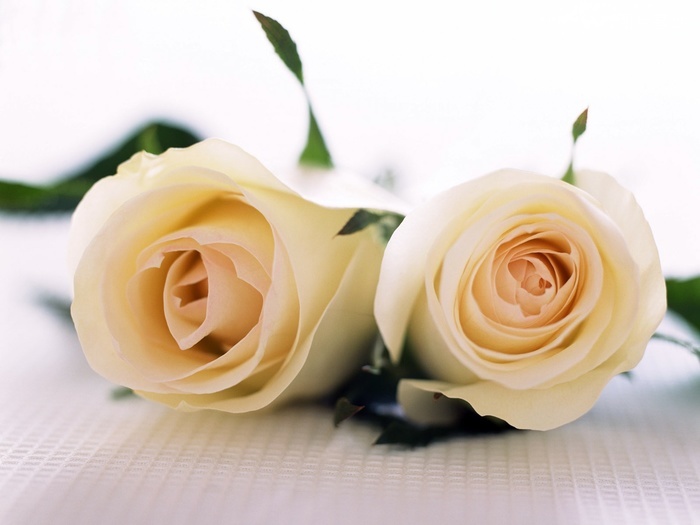 图片描述：玫瑰花，玫瑰，白玫瑰,尺寸：1600X1200px 