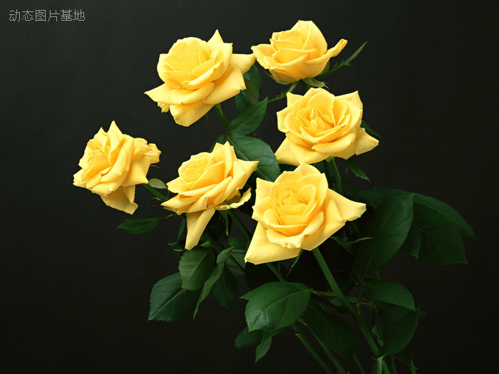 图片描述：玫瑰花，玫瑰，黄玫瑰,尺寸：1600X1200px 