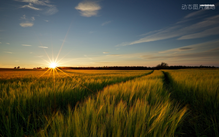 图片描述：落日，夕阳，麦田，小麦,尺寸：1920X1200px 