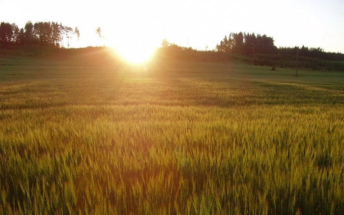 图片描述：日出，麦田，小麦,尺寸：1920X1200px 