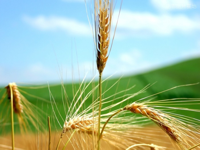 图片描述：麦穗，麦田，小麦,尺寸：1920X1440px 