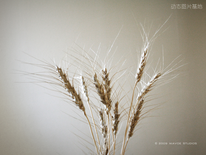 图片描述：麦穗，麦田，小麦,尺寸：1600X1200px 