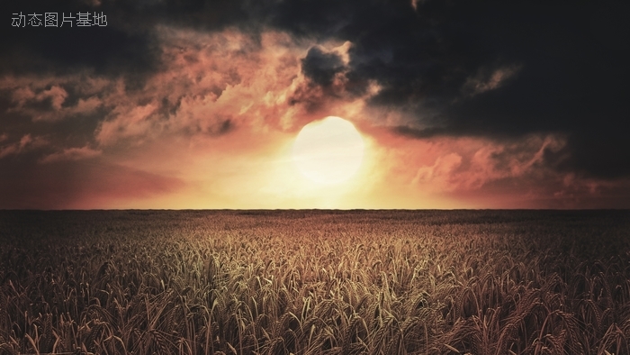 图片描述：落日，夕阳，麦田，小麦,尺寸：1920X1080px 