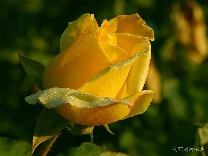 图片描述：玫瑰花，玫瑰，黄玫瑰,尺寸：1024X768px 