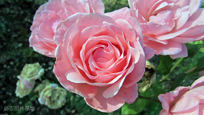图片描述：玫瑰花，玫瑰，粉玫瑰,尺寸：2560X1440px 