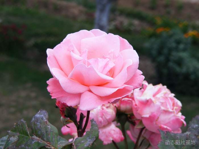 图片描述：玫瑰花，玫瑰，粉玫瑰,尺寸：1600X1200px 