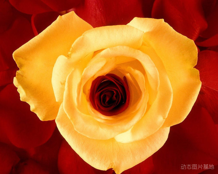 图片描述：玫瑰花，玫瑰，黄玫瑰,尺寸：1280X1024px 